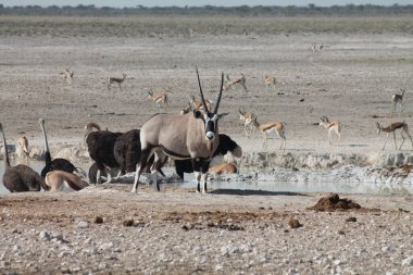 Su birikintisinde bir grup vahşi hayvan
