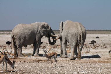 Su birikintisinde su içen vahşi filler.