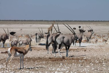 Çeşitli hayvanlar etosha namibya 'da toplanıyor.