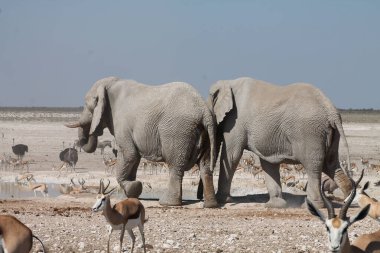 Afrika 'da, Etoşa Ulusal Parkı' nda, Namibya 'da savanda yürüyen bir fil sürüsü.