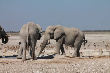 Filler içinde etkin ulusal Park'ta Namibya