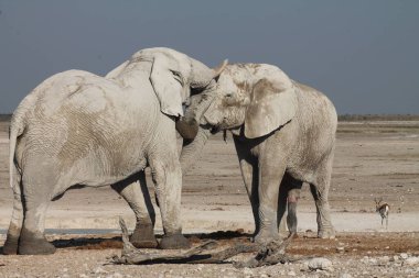 Etoşa Ulusal Parkı, Namibya 'da oynayan iki fil.