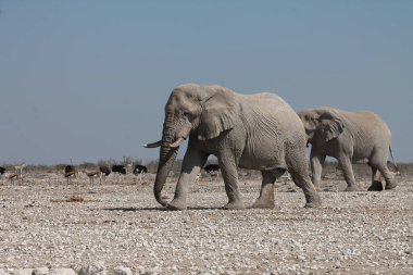 Afrika fili, Loxodonta Africana, Etoşa Ulusal Parkı, Namibya