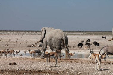 Etoşa 'da yürüyen bir fil sürüsü.