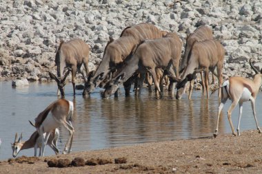 Namibya 'da suda bir kudus sürüsü.