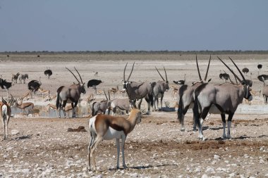bir su birikintisinde gemsbok entelopes