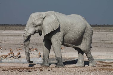 Etoşa Ulusal Parkı 'ndaki fil, Namibya.