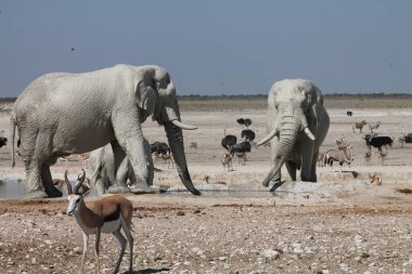 Fil etkin Milli Parkı, Namibia