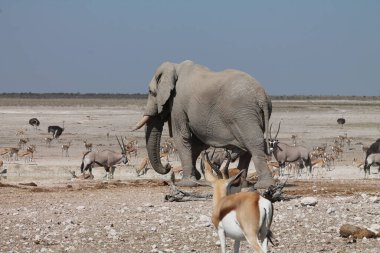 Su birikintisindeki hayvanlar