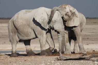 Namibya 'daki fil, Afrika