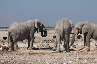 Etoşa safari parkındaki fil, namibya