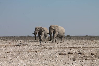 Namibya 'daki Afrika çölündeki fil.