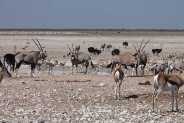Etoşa 'daki mücevher sürüsü.