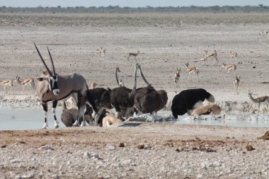 Namibya 'daki Etoşa Ulusal Parkı' ndaki bir su birikintisinde vahşi devekuşları.