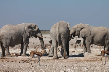 Afrika fili, fil / Loxodonta Afro-Afrikalı ailesi