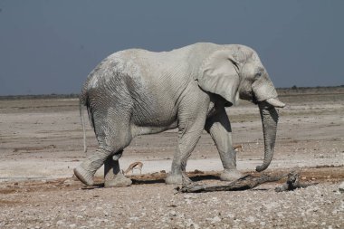 Etoşa parkındaki fil namibya