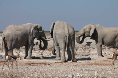 Afrika fili içme suyu, Etoşa Ulusal Parkı