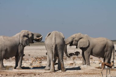 Etoşa Ulusal Park Namibya 'da fil sürüsü