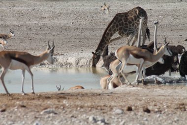 zürafa etkin ulusal park, Namibya