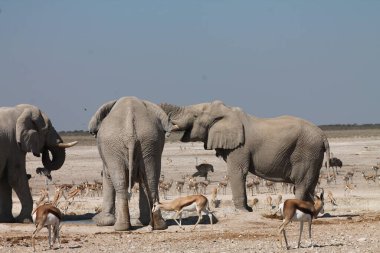 Etoşa Namibya 'daki fil