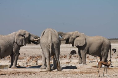 etkin ulusal Park'ta fil