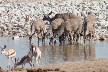Etoşa Ulusal Parkı, Namibya 'daki Kudus sürüsü.