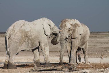 Filler içinde etkin ulusal Park'ta Namibya