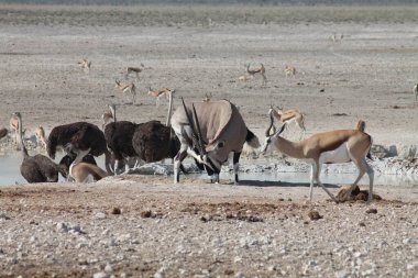 Su birikintisinde vahşi hayvanlar