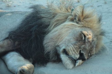 Aslan kumda uyuyor.
