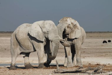 Etoşa Namibya 'daki Afrika filleri