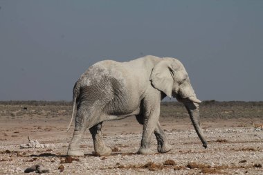 Etoşa 'daki büyük bir Afrika fili.