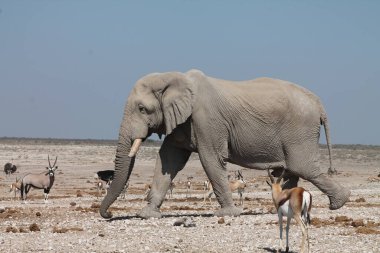 ziyarette200 Afrika fili
