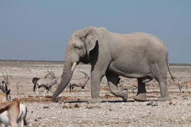 Namibya 'daki vahşi Afrika fili