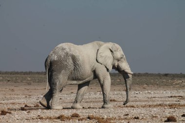 Büyük vahşi bir fil çölün ortasında duruyor..