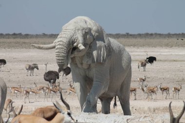 Etoşa Ulusal Parkı, Namibya düzlüklerinde yürüyen bir fil.