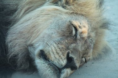 Bir aslan toprak yolda dinleniyor.