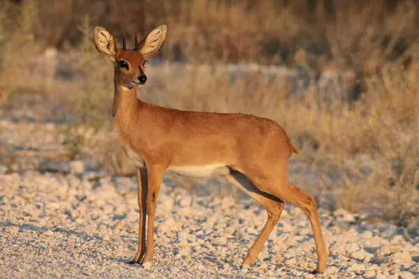 Etoşa Ulusal Parkı, Namibya 'da küçük bir entelope