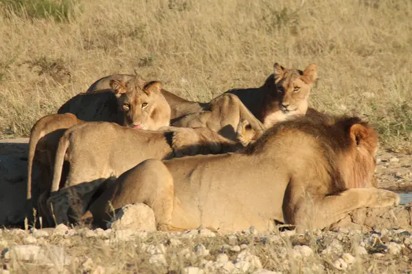 Sabahın erken saatlerinde su birikintisinde aslan sürüsü.