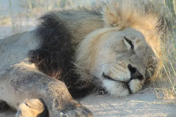 Büyük yele aslanı toprak bir yolda uyuyor.