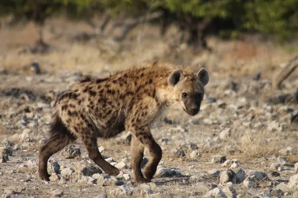 Çöl sabahında sırtlan.