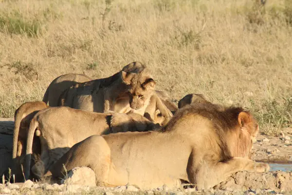 Afrika savanındaki aslanlar