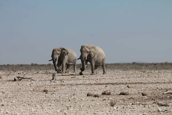 Savanada yürüyen iki Afrika vahşi fili.