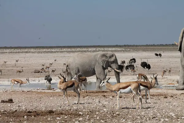 Namibya 'daki vahşi hayvanlar