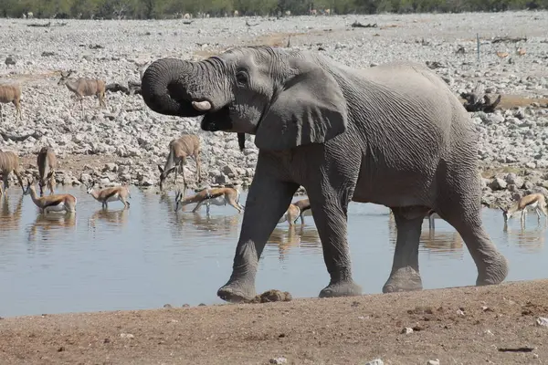 Etoşa Ulusal Parkı, Namibya 'da Afrika fili