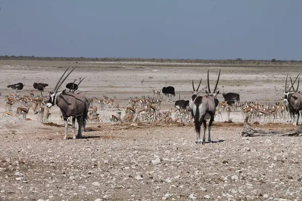 Çölde bir mücevher sürüsü