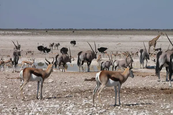 Afrika su birikintisi, etosha, namibya