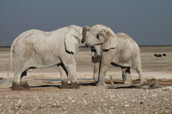 İki fil bir su birikintisinde selamlaşıyor.