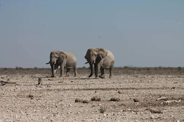 Namibya 'daki Etoşa Ulusal Parkı' ndaki güzel Afrika filleri