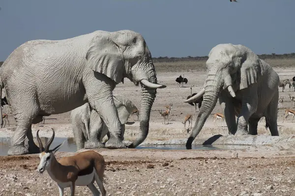 Etoşa Ulusal Parkı, Namibya 'da su içen filler