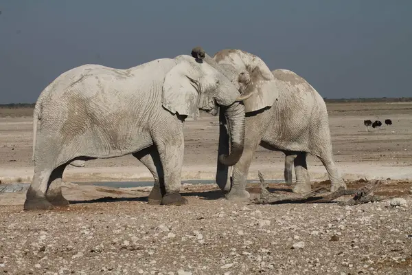 Afrika fili selamı, etosha